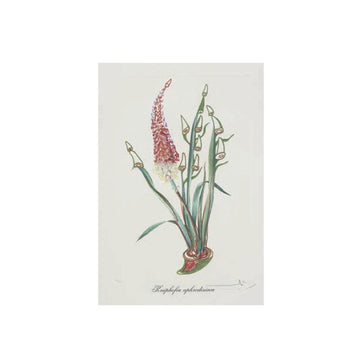 Salvador Dalí (1904-1989) - Surrealistic Flowers I