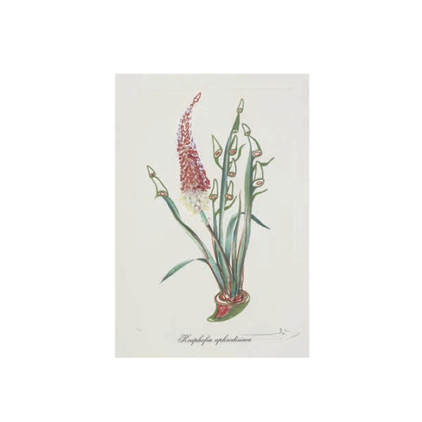 Salvador Dalí (1904-1989) - Surrealistic Flowers I