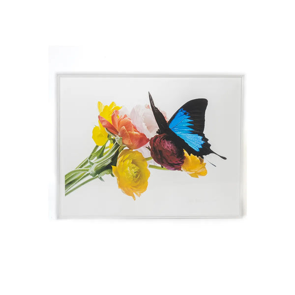 Morpho Eddarti with Ranunculus