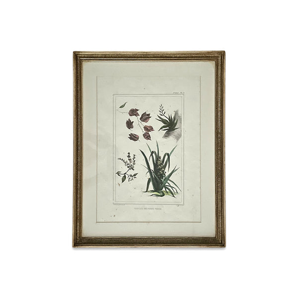 Gravura Flora I, J.B. Debret