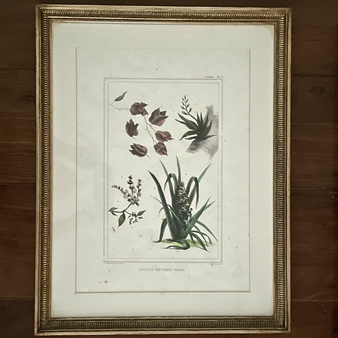 Gravura Flora I, J.B. Debret