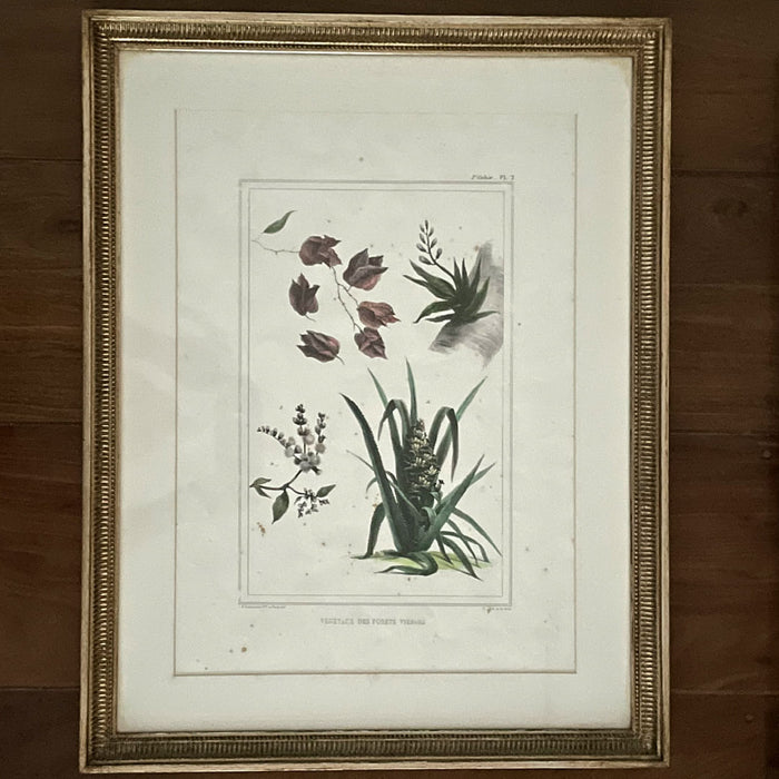 Gravura Flora I, J.B. Debret