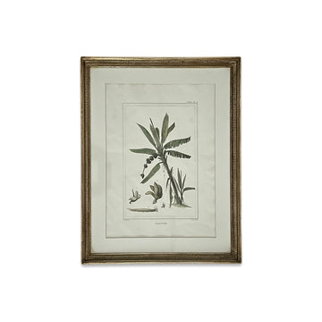 Gravura Flora II, J.B. Debret