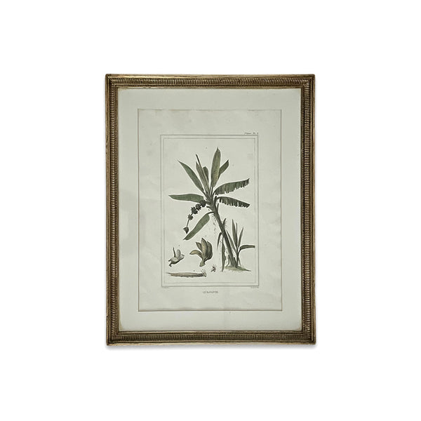 Gravura Flora II, J.B. Debret
