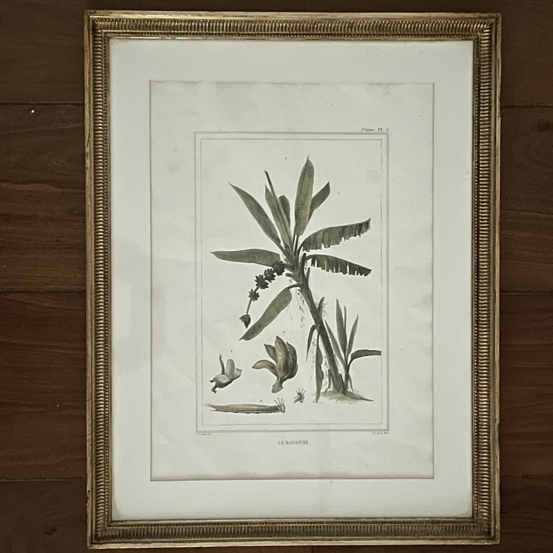 Gravura Flora II, J.B. Debret