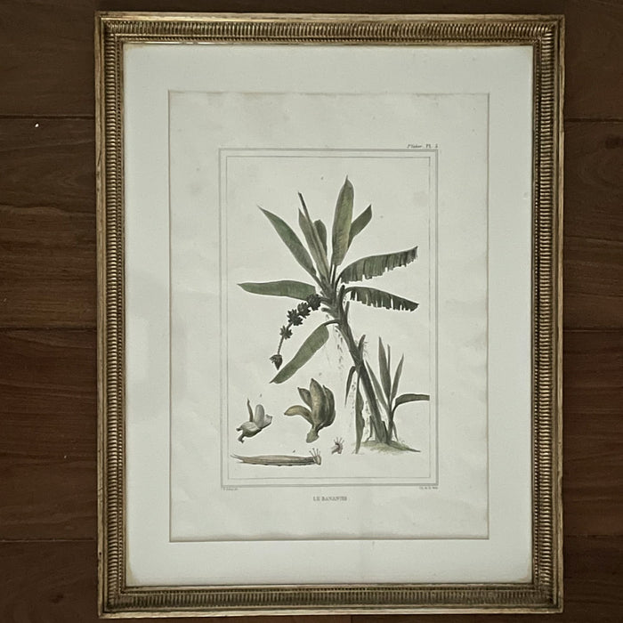 Gravura Flora II, J.B. Debret
