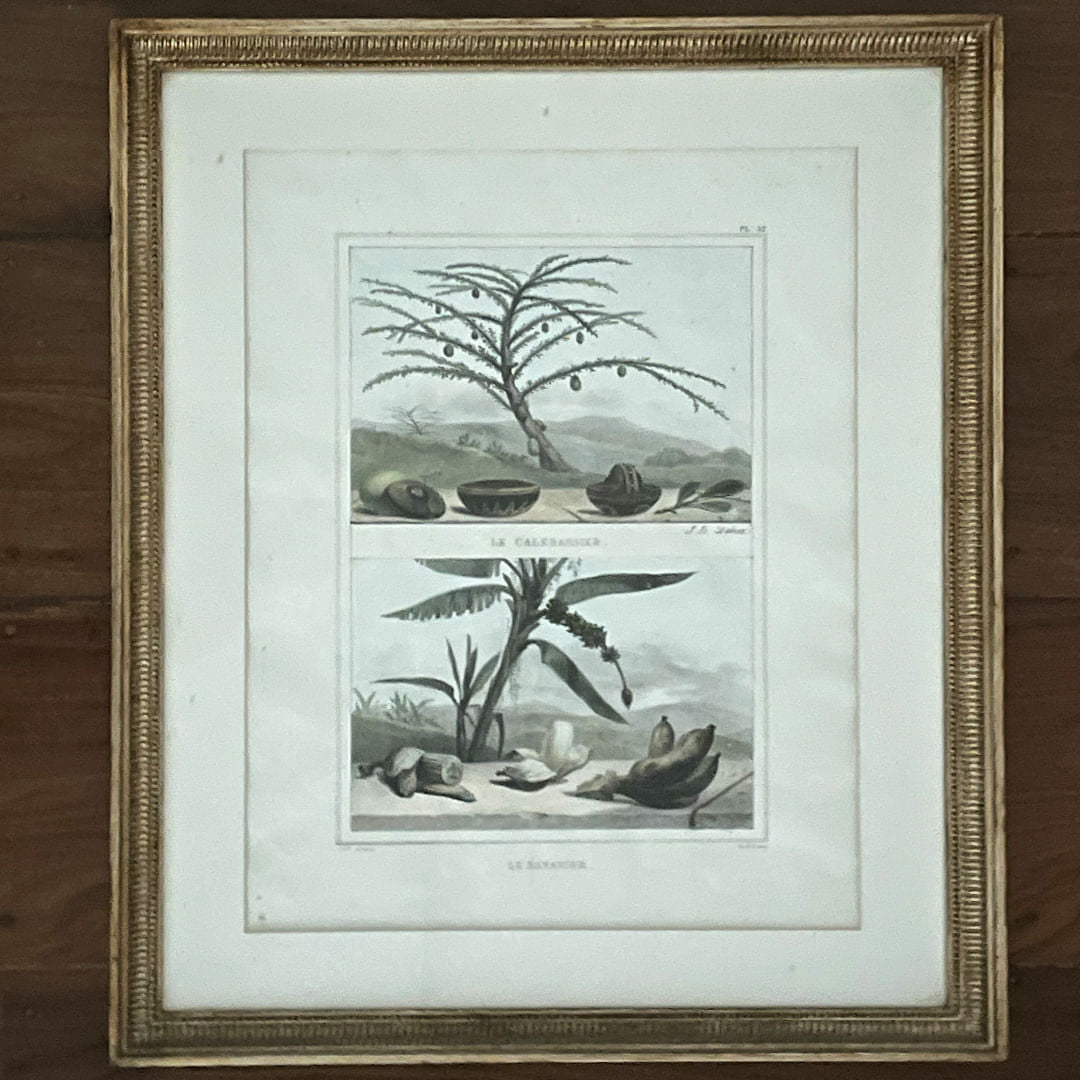 Gravura Flora III, J.B. Debret
