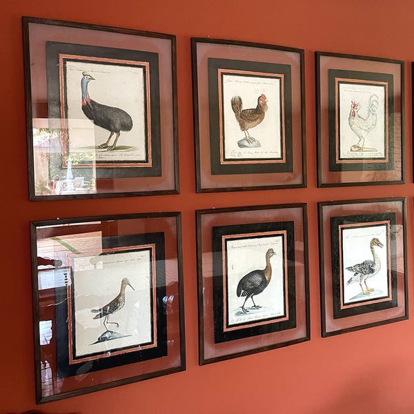 Coleção com 12 Gravuras de Aves