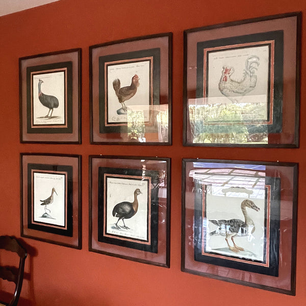 Coleção com 12 Gravuras de Aves