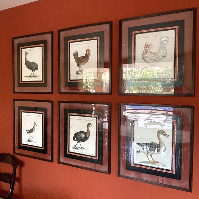 Coleção com 12 Gravuras de Aves