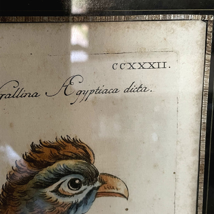 Coleção com 12 Gravuras de Aves