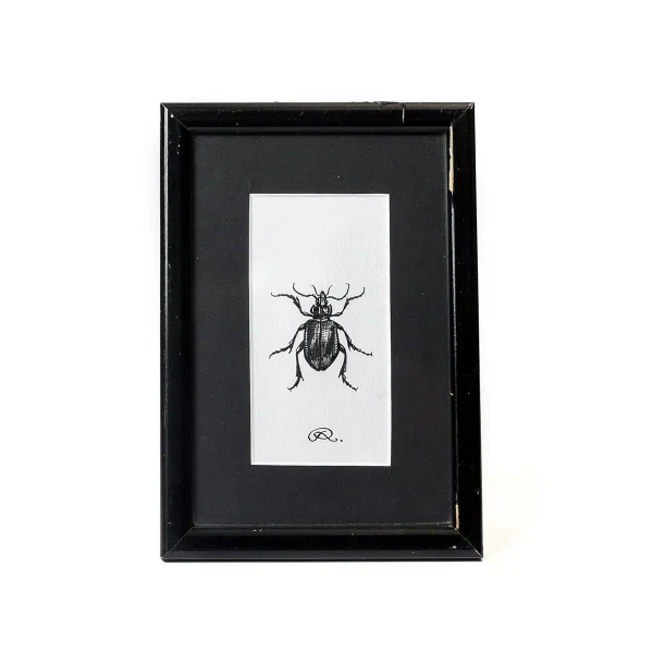 Quadro Beetle, Rory Dobner