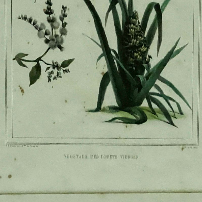 Gravura Flora I, J.B. Debret